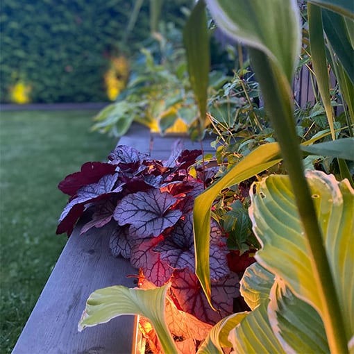 LED-strip i blomsterbed