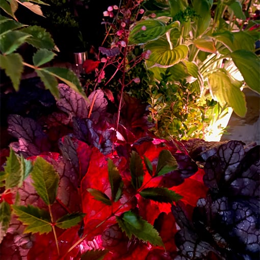 LED-strip i blomsterbed med farger