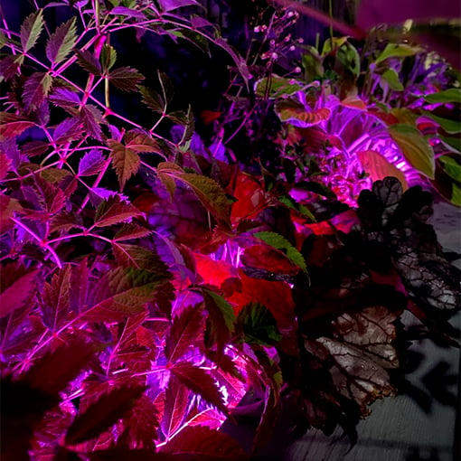 LED-strip i blomsterbed med farger